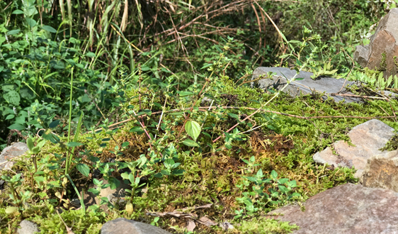 怎么激發土壤修復市場活力?這篇文說的太好了