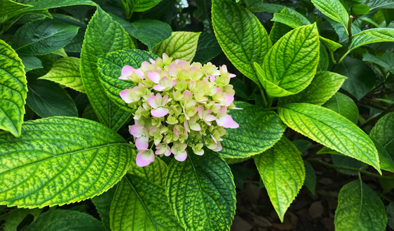 交卷之年能完成目標(biāo)嗎?污泥處理還有哪些上車機會